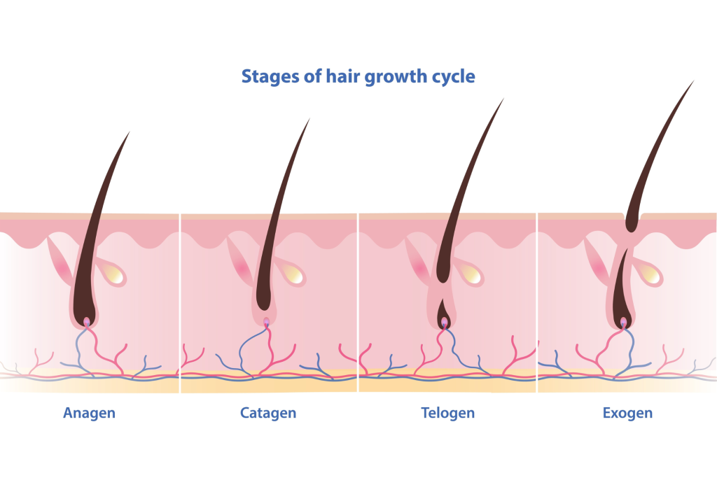 learning the hair growth cycle to understand how to thicken eyebrows