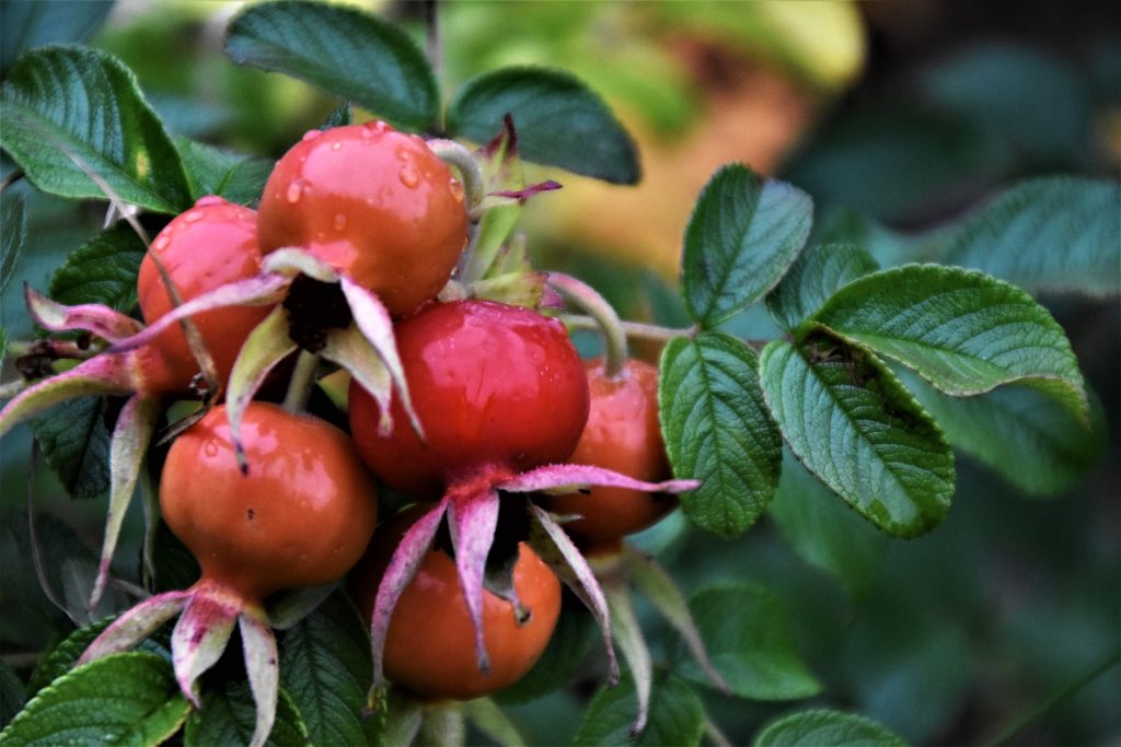 rosehip oil has its benefits thanks to the beneficial compounds the rosehip plant contains