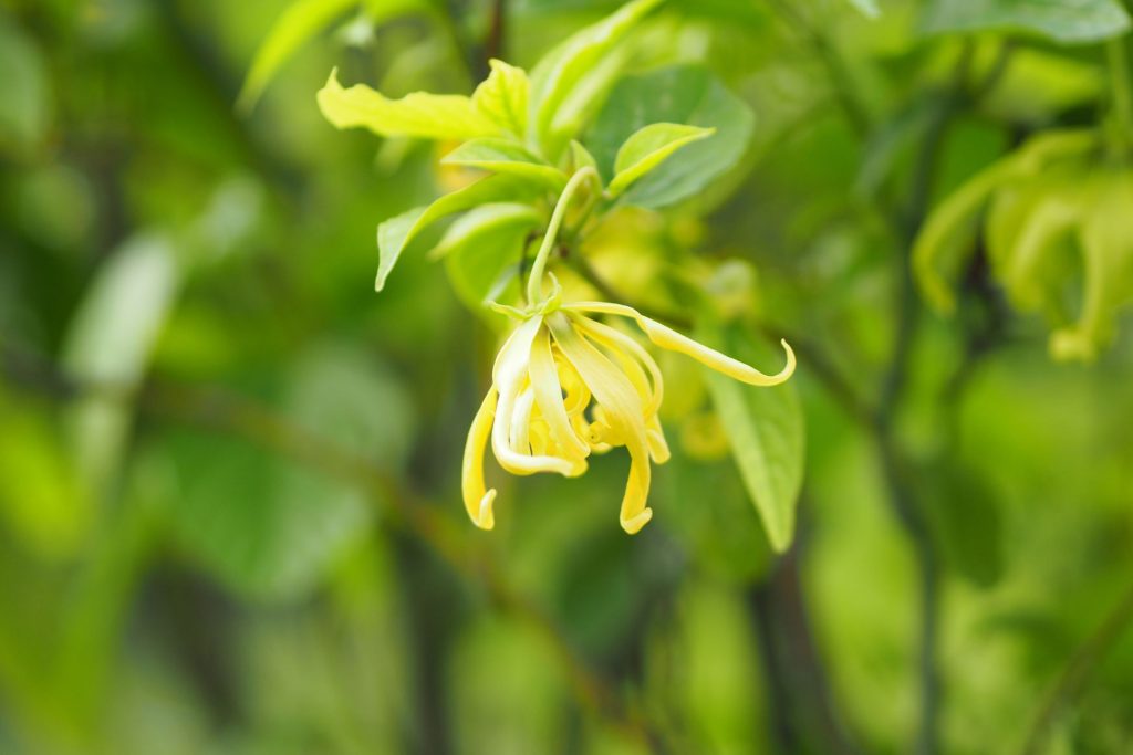 ylang-ylang essential oil